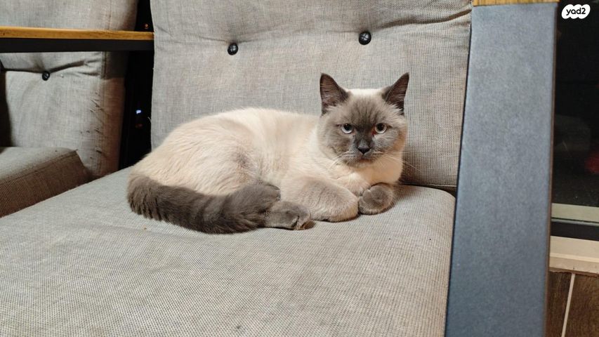 תמונת מודעה - חיות מחמד