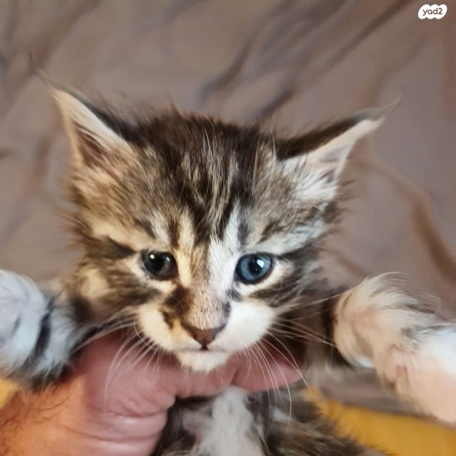 תמונת מודעה - חיות מחמד