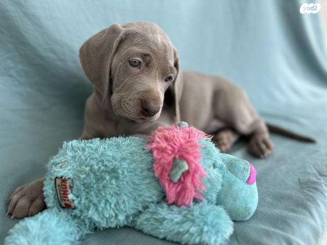 תמונת מודעה - חיות מחמד