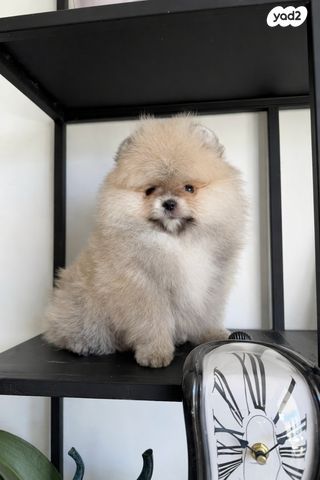 תמונת מודעה - חיות מחמד