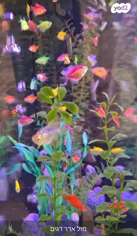 תמונת מודעה - חיות מחמד