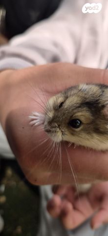 תמונת מודעה - חיות מחמד