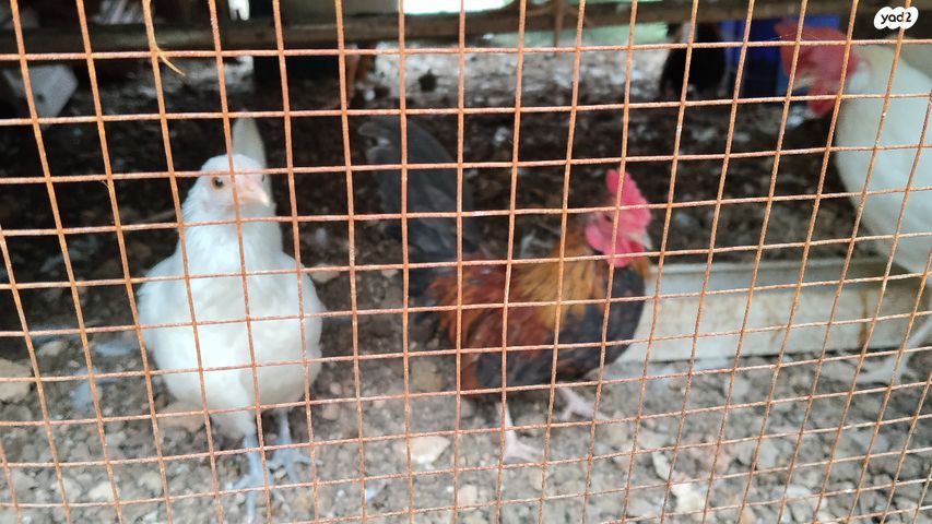 תמונת מודעה - חיות מחמד