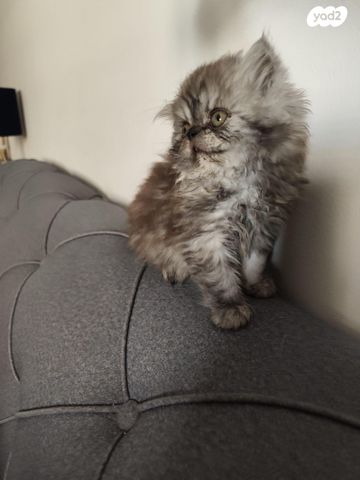 תמונת מודעה - חיות מחמד