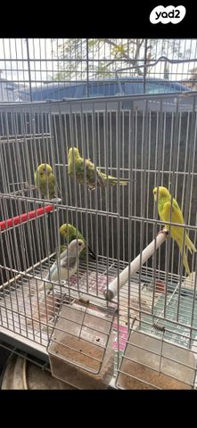 תמונת מודעה - חיות מחמד