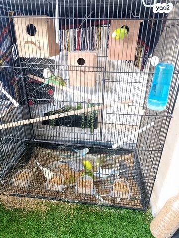 תמונת מודעה - חיות מחמד