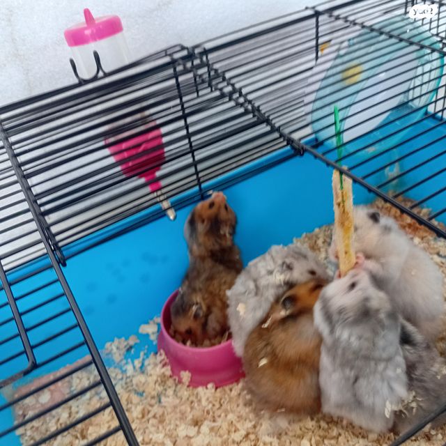 תמונת מודעה - חיות מחמד