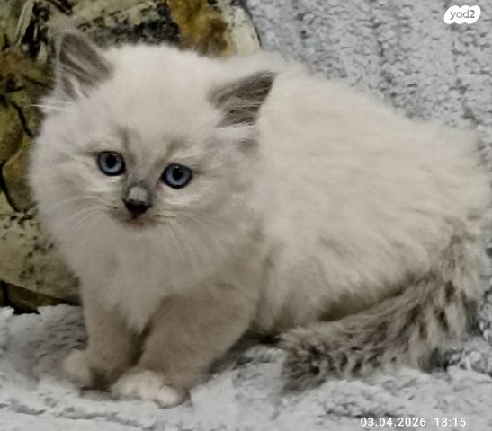 תמונת מודעה - חיות מחמד