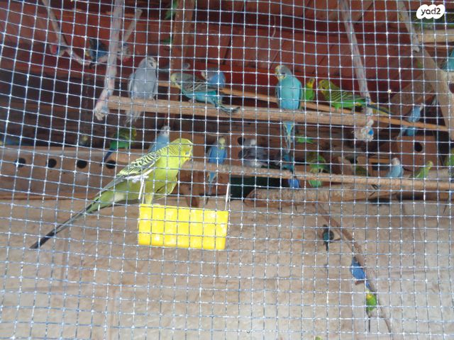 תמונת מודעה - חיות מחמד