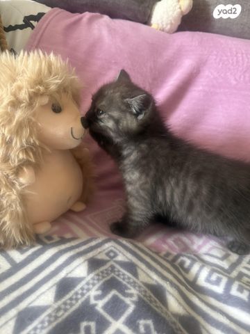 תמונת מודעה - חיות מחמד