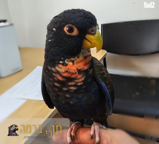 תמונת מודעה - חיות מחמד