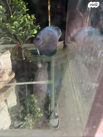 תמונת מודעה - חיות מחמד