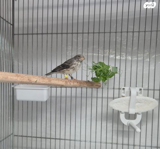 תמונת מודעה - חיות מחמד