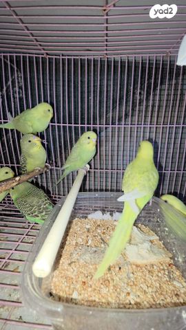 תמונת מודעה - חיות מחמד