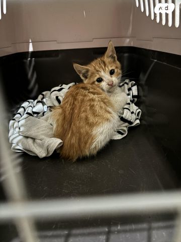 תמונת מודעה - חיות מחמד