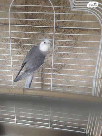 תמונת מודעה - חיות מחמד