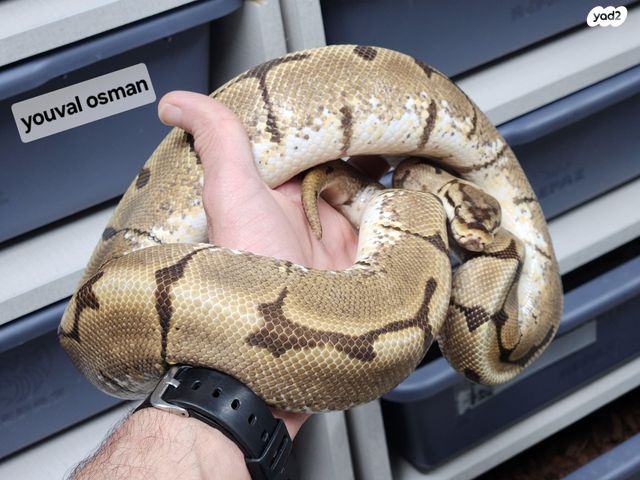 תמונת מודעה - חיות מחמד