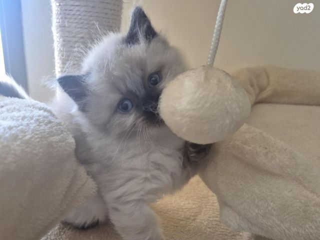 תמונת מודעה - חיות מחמד