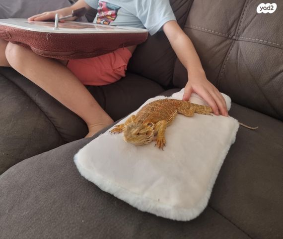 תמונת מודעה - חיות מחמד