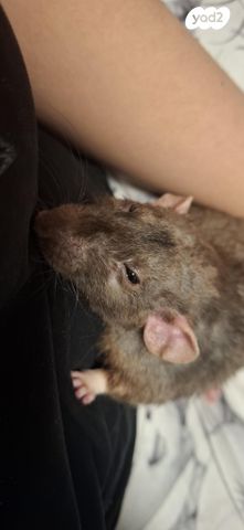 תמונת מודעה - חיות מחמד