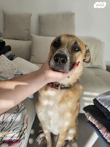 תמונת מודעה - חיות מחמד