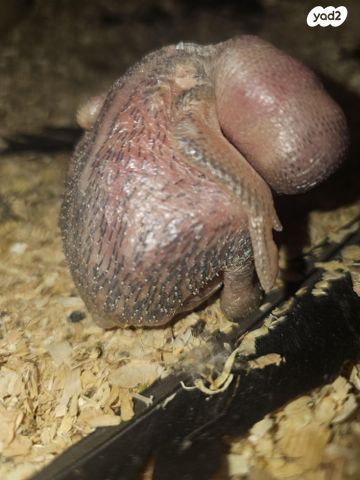 תמונת מודעה - חיות מחמד