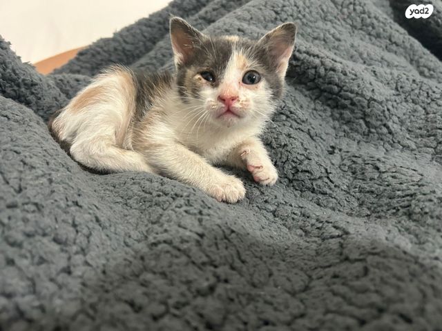 תמונת מודעה - חיות מחמד