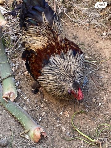 תמונת מודעה - חיות מחמד