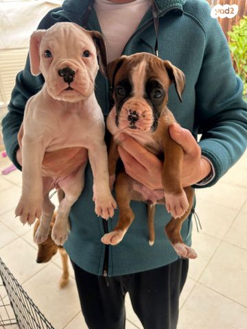 תמונת מודעה - חיות מחמד