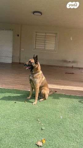 תמונת מודעה - חיות מחמד