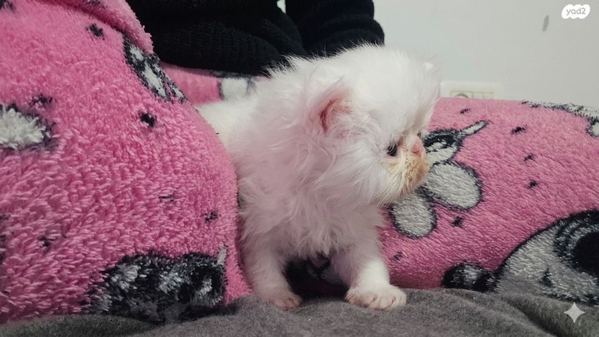 תמונת מודעה - חיות מחמד