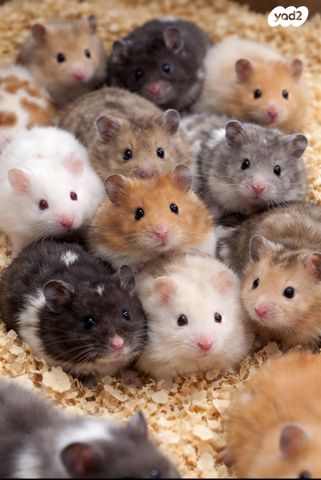 תמונת מודעה - חיות מחמד