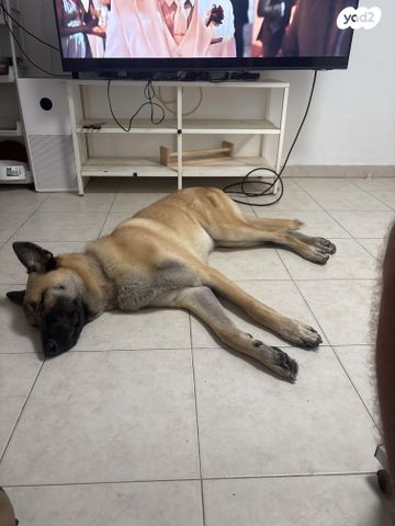 תמונת מודעה - חיות מחמד