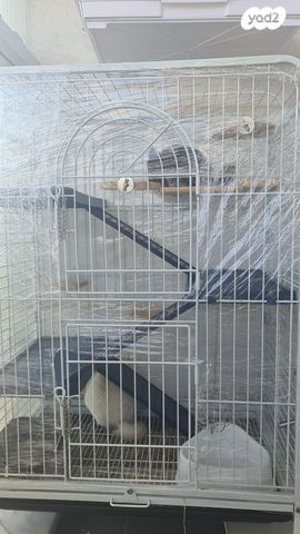 תמונת מודעה - חיות מחמד