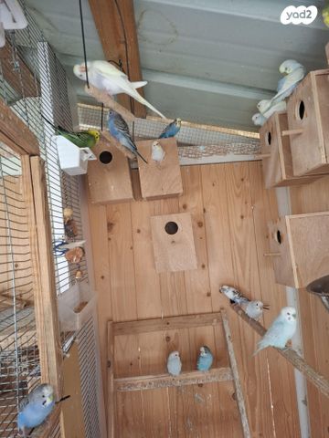 תמונת מודעה - חיות מחמד