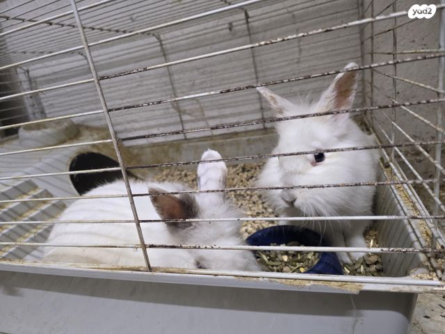 תמונת מודעה - חיות מחמד