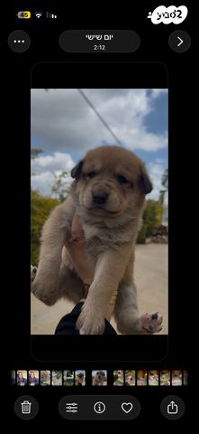 תמונת מודעה - חיות מחמד