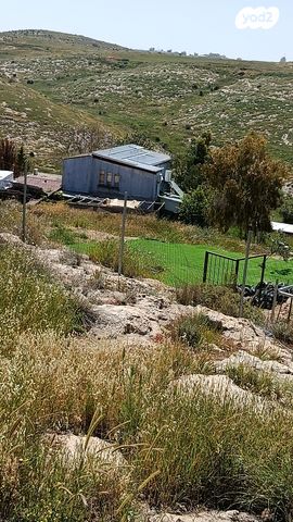 חבצלת השרון 1