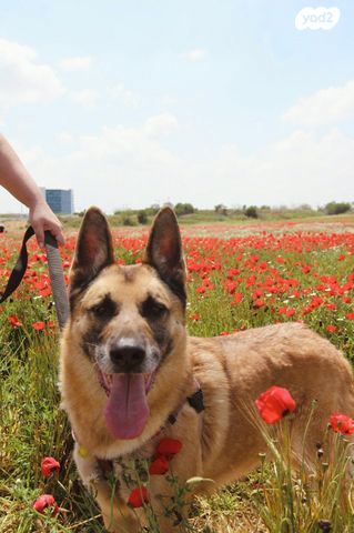תמונת מודעה - חיות מחמד