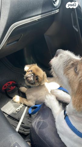 תמונת מודעה - חיות מחמד