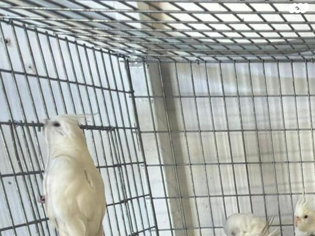 תמונת מודעה - חיות מחמד