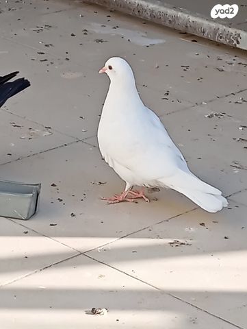תמונת מודעה - חיות מחמד