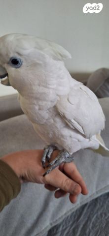 תמונת מודעה - חיות מחמד