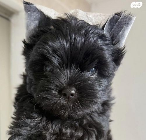 תמונת מודעה - חיות מחמד