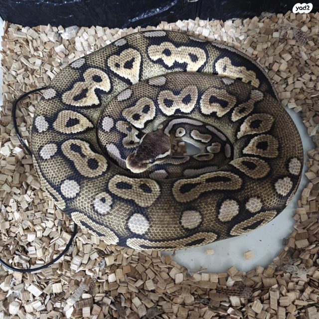 תמונת מודעה - חיות מחמד