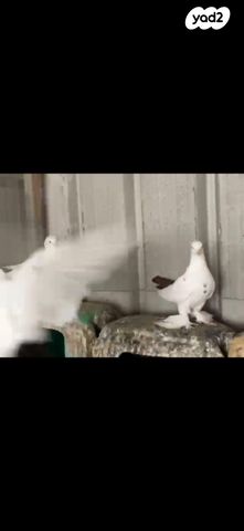 תמונת מודעה - חיות מחמד