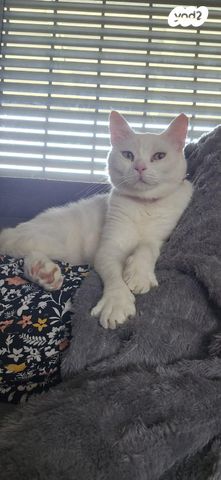 תמונת מודעה - חיות מחמד