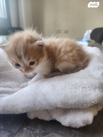 תמונת מודעה - חיות מחמד