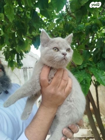 תמונת מודעה - חיות מחמד