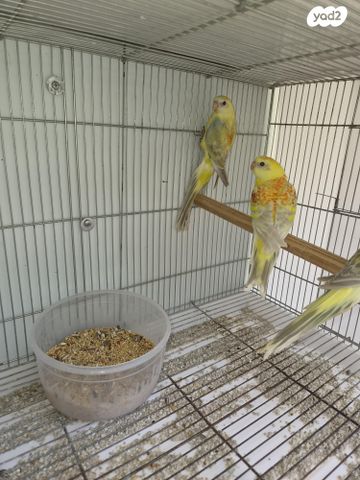 תמונת מודעה - חיות מחמד